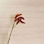 Porcelanato_A_RetificadoNatural_Filo_60X120_Portobello_8844191