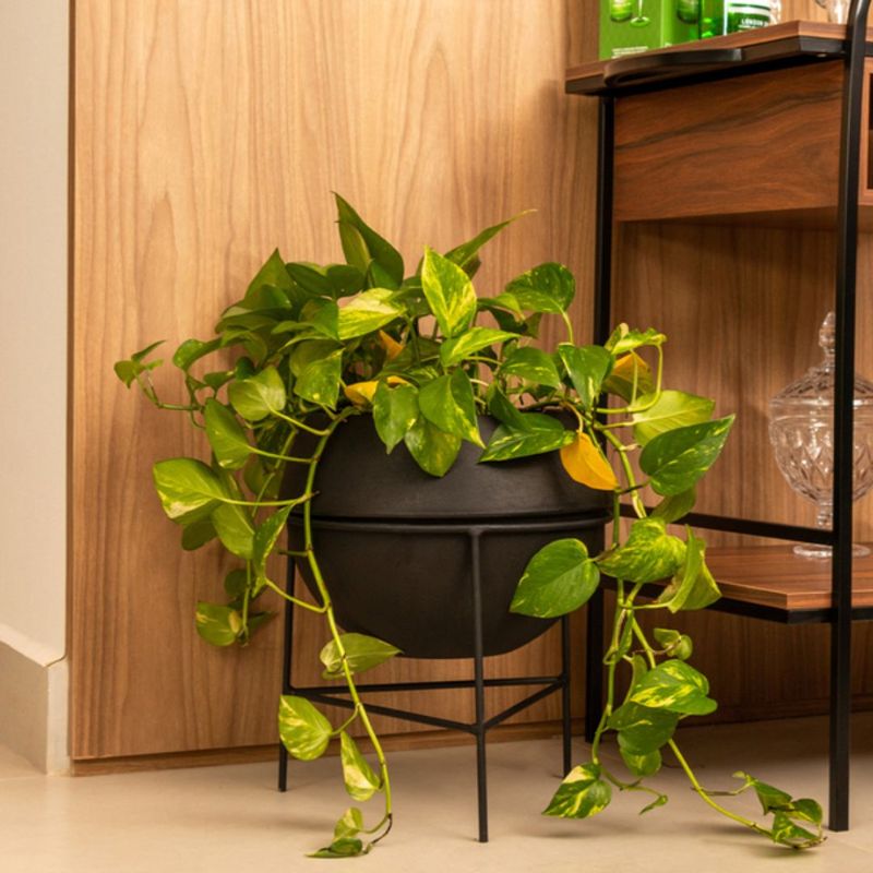 Suporte_vaso_cosmo_23_cm_preto_10298651