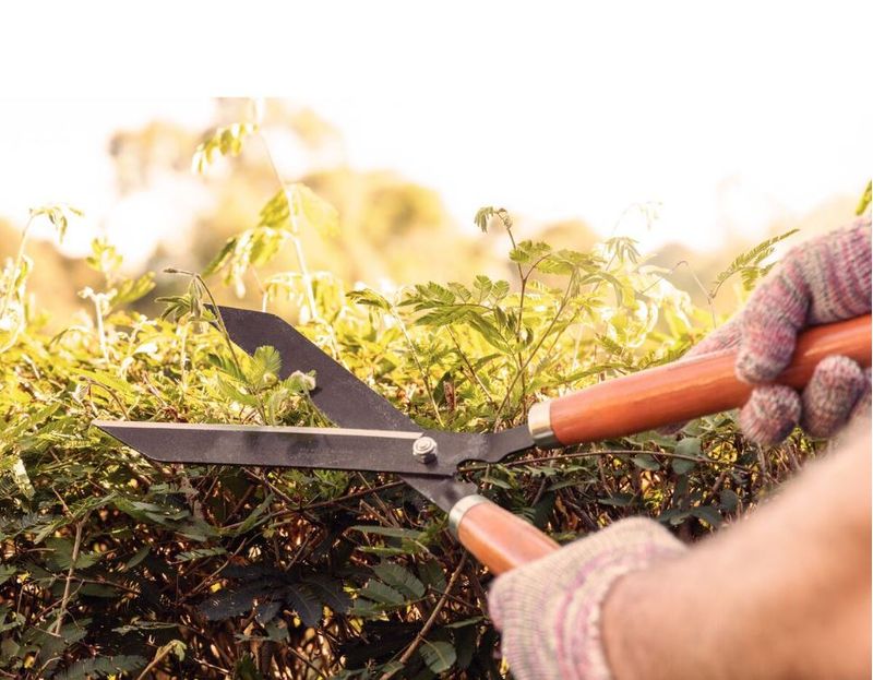 tesoura_cerca_viva_78330125_tramontina___78330125_8584652